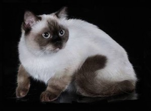 Черный-пойнт окрасы британских кошек: фото, стандарт породы. Черный-пойнт британские кошки, коты, котята: фото. Британцы Черный-пойнт: стандарт окраса (британцы черный пойнт, черный поинт: британские котята, коты, кошки)  